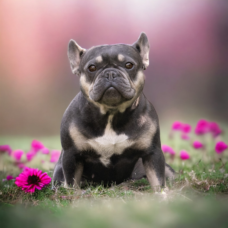 Französische Bulldoggen Zuchthund Cooper - French Bully Welpen vom Züchter kaufen