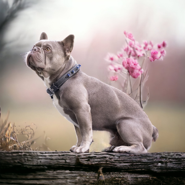 Französische Bulldoggen Zuchthündin Sissi - French Bully Welpen vom Züchter kaufen